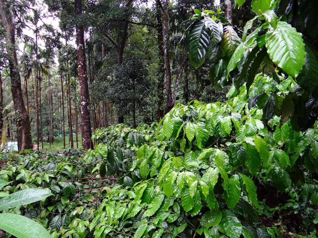 coffee-plantation-345367_1280