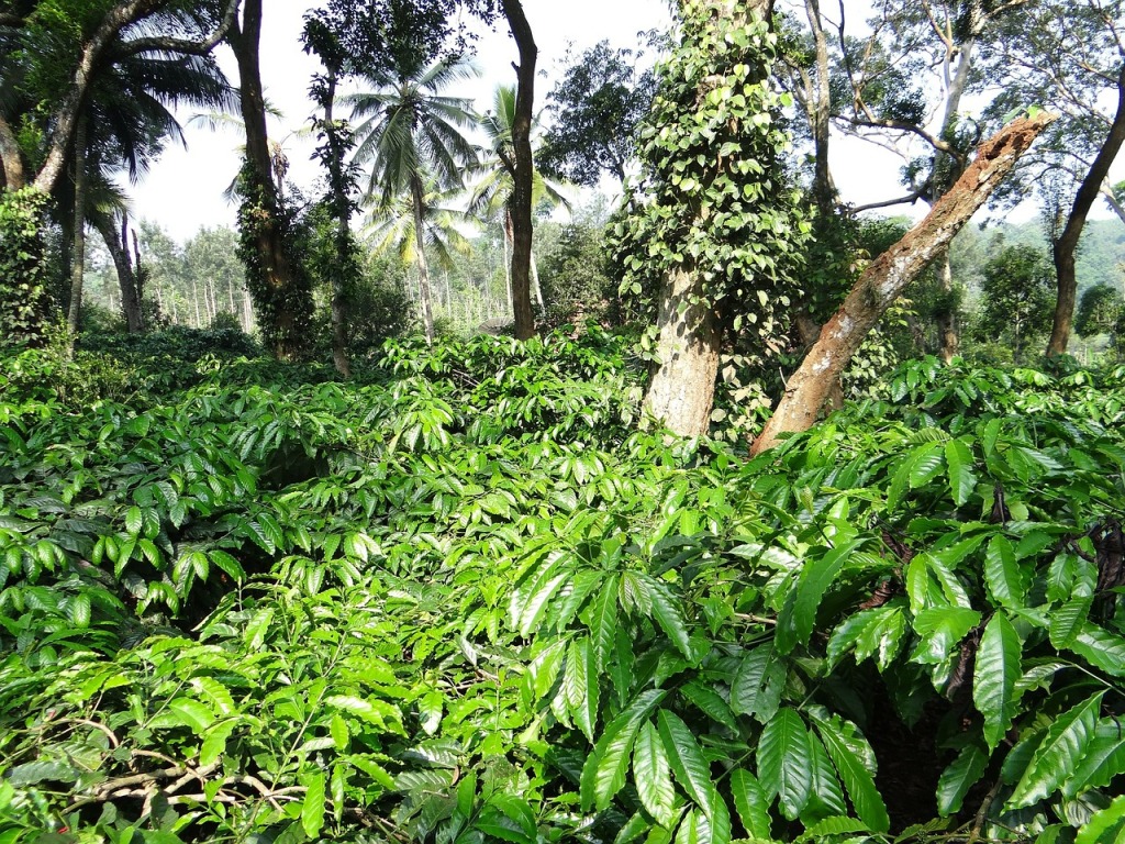 coffee-plantation-346878_1280
