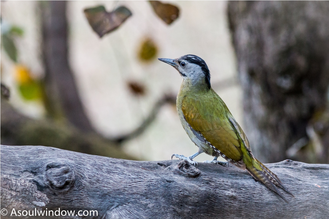 Gray headed woodpecker — at Aamod at Bhimtal.