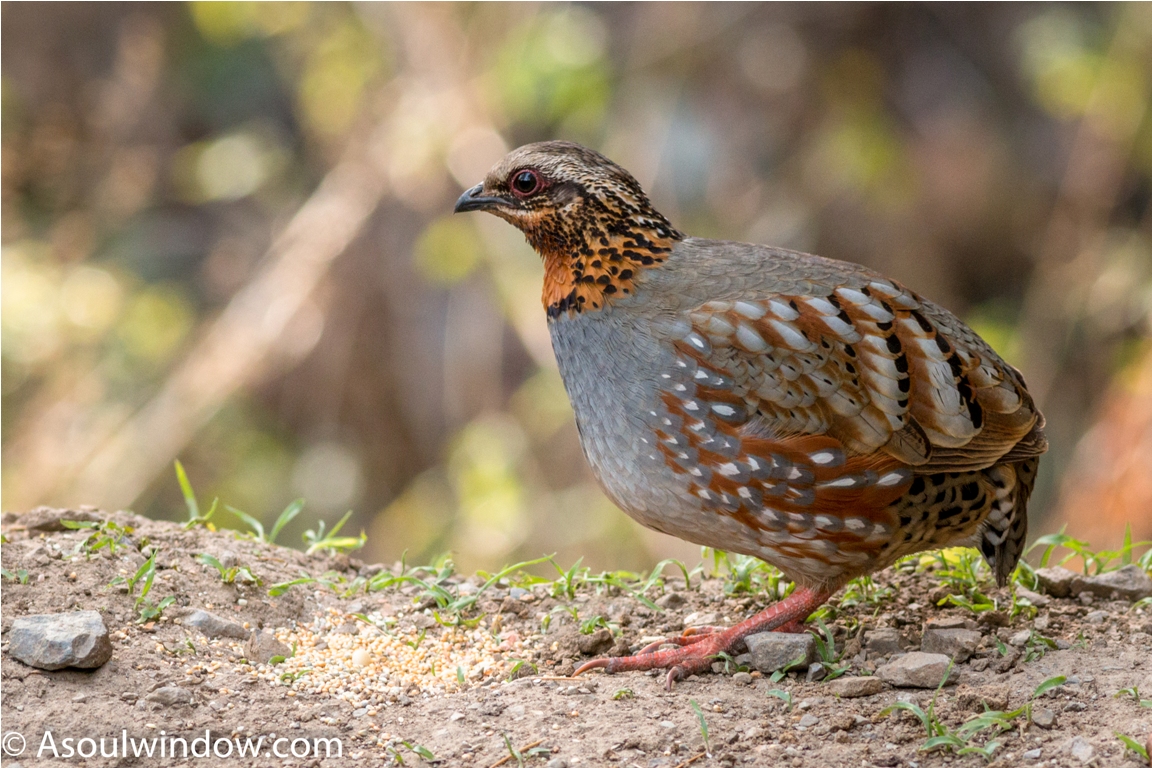 Rufous throated partridge. — at Aamod at Bhimtal.