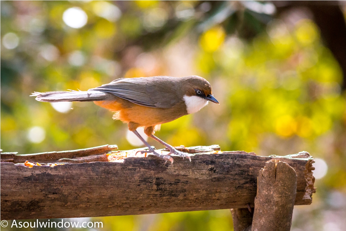 White throated laughingthrush — at Aamod at Bhimtal.