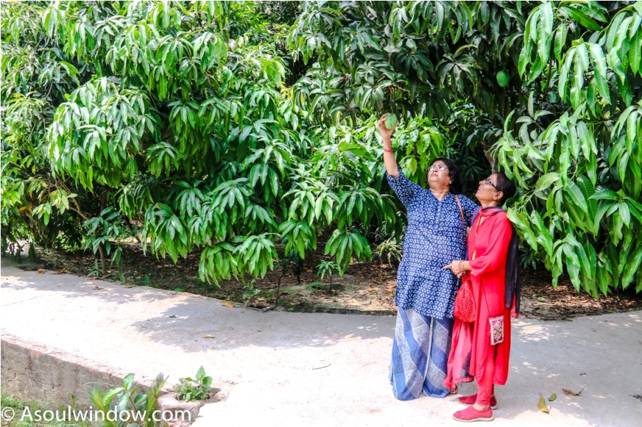 Dussehri Mango Tree Malihabad, kakori, Lucknow. India Kaleem Ullah Khan
