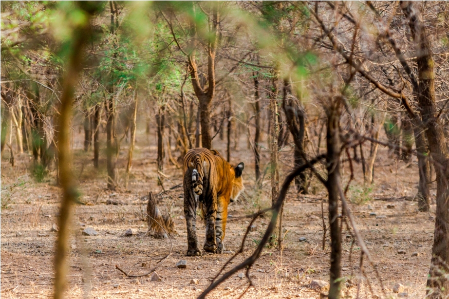 Kumbha T34 Tiger safari, Ranthambore National Park, zone 6 Rajasthan, Incredible India (3)