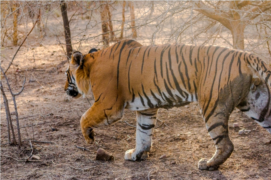 Kumbha T34 Tiger safari, Ranthambore National Park, zone 6 Rajasthan, Incredible India (4)