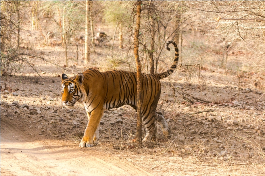 Kumbha T34 Tiger safari, Ranthambore National Park, zone 6 Rajasthan, Incredible India (6)