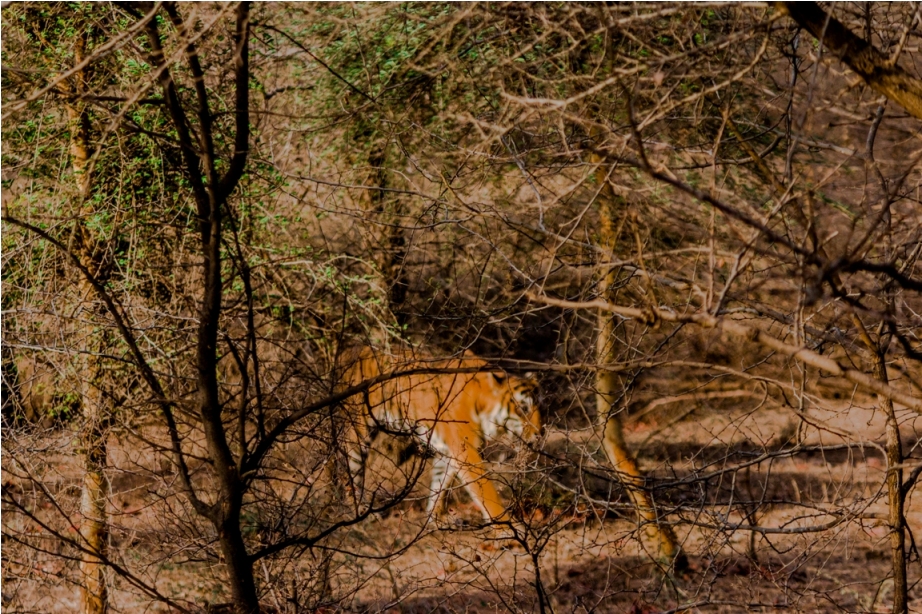 Kumbha T34 Tiger safari, Ranthambore National Park, zone 6 Rajasthan, Incredible India (8)