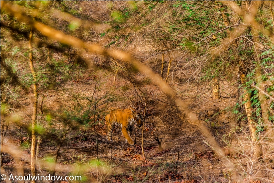 Kumbha T34 Tiger safari, Ranthambore National Park, zone 6 Rajasthan, Incredible India