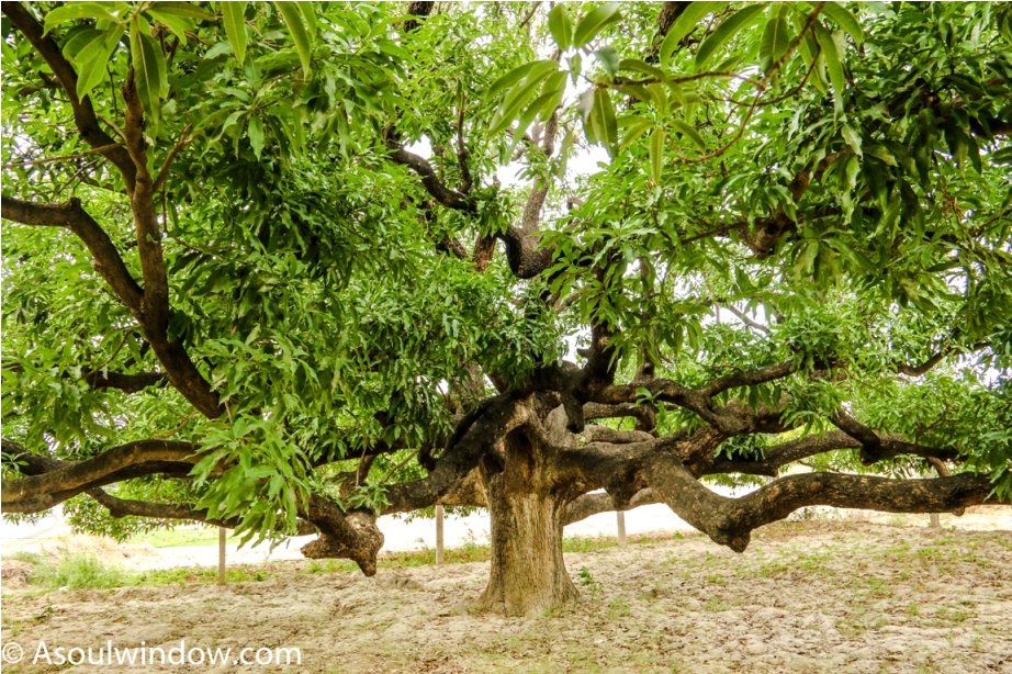 Mother tree. Dussehri Mango Tree Malihabad, kakori, Lucknow. India Kaleem Ullah Khan (2)