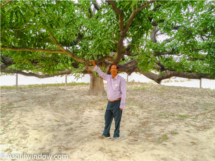 Mother tree. Dussehri Mango Tree Malihabad, kakori, Lucknow. India Kaleem Ullah Khan (3)