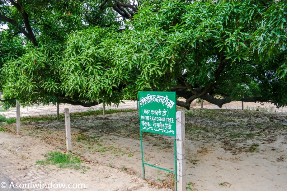 Mother tree. Dussehri Mango Tree Malihabad, kakori, Lucknow. India Kaleem Ullah Khan