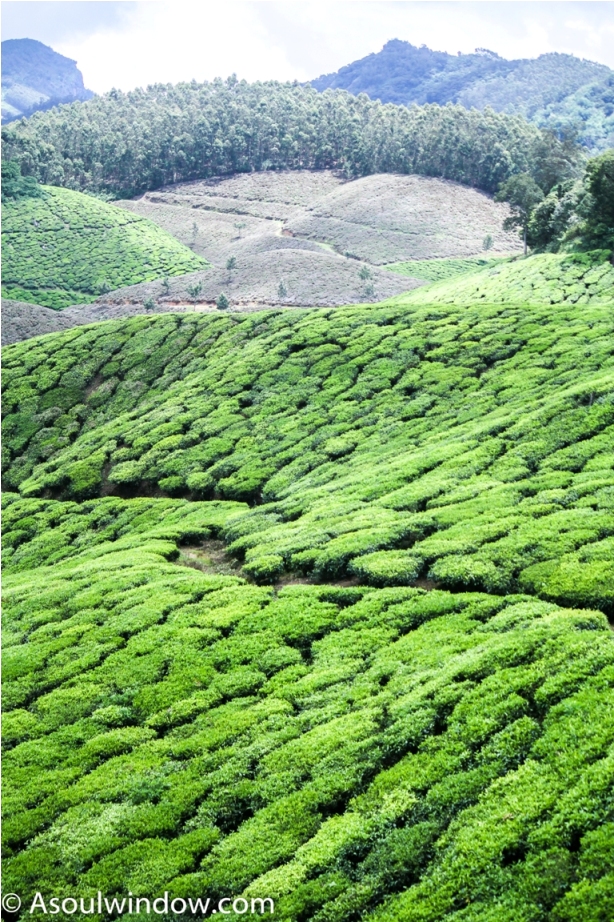 Tea Garden Munnar Kerala Incredible India (3)