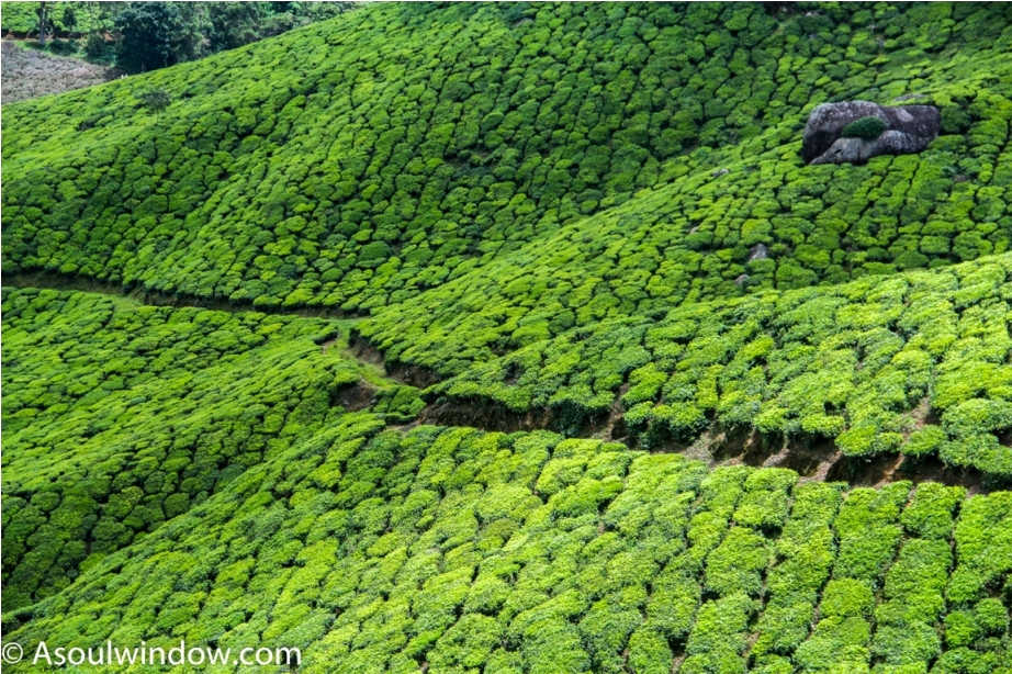 Tea Garden Munnar Kerala Incredible India (4)