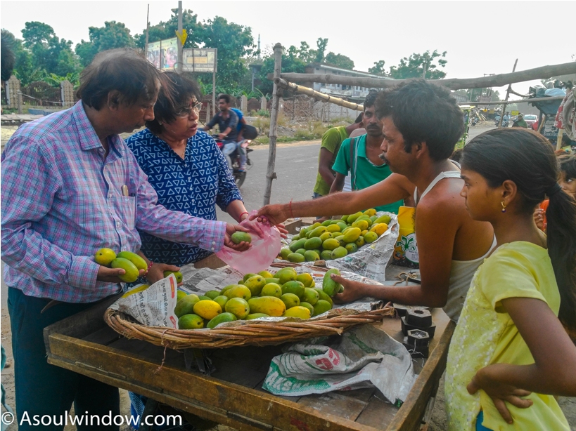 Uttar Pradesh. Dussehri Mango Tree Malihabad, kakori, Lucknow. India Kaleem Ullah Khan (5)