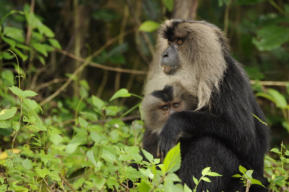 lion-tailed-macaque-2141114_960_720