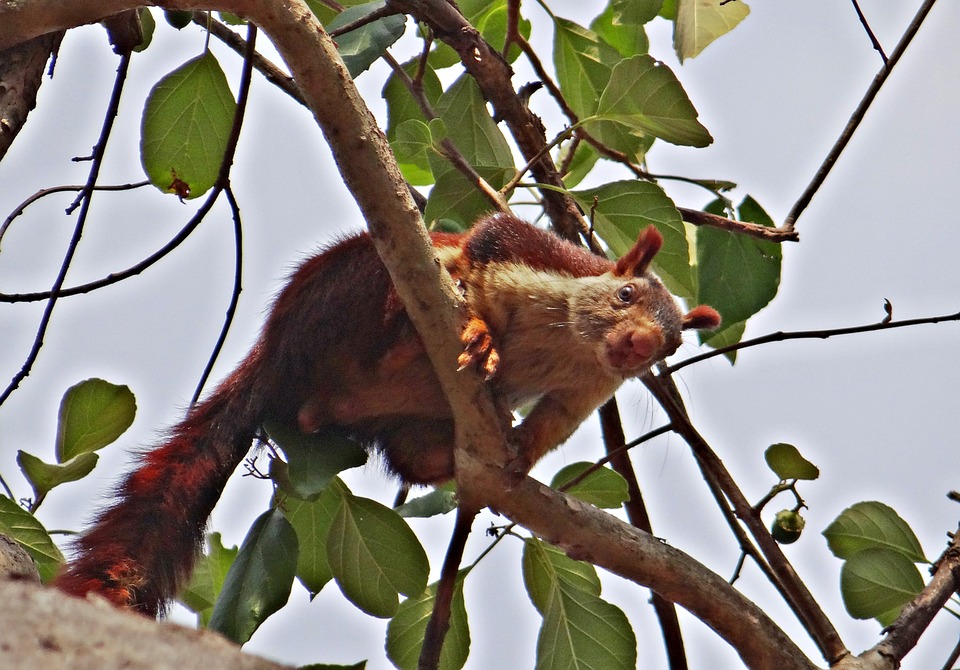 malabar-giant-squirrel-317285_960_720