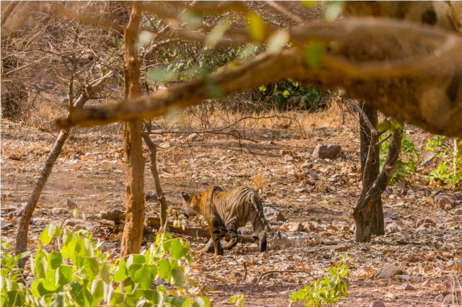 Tiger Lighetening Ranthambore fort Rajasthan India Wildlife (10)