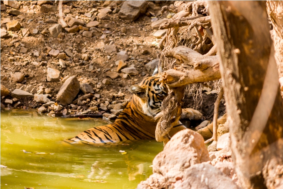 Tiger Lighetening Ranthambore fort Rajasthan India Wildlife (2)