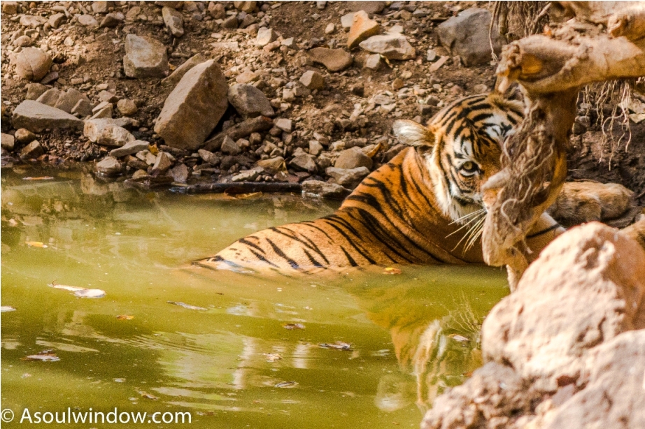 Tiger Lighetening Ranthambore fort Rajasthan India Wildlife (4)