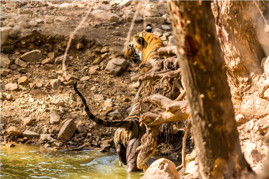 Tiger Lighetening Ranthambore fort Rajasthan India Wildlife (6)