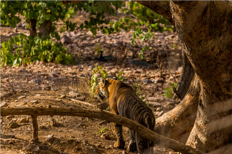 Tiger Lighetening Ranthambore fort Rajasthan India Wildlife (7)