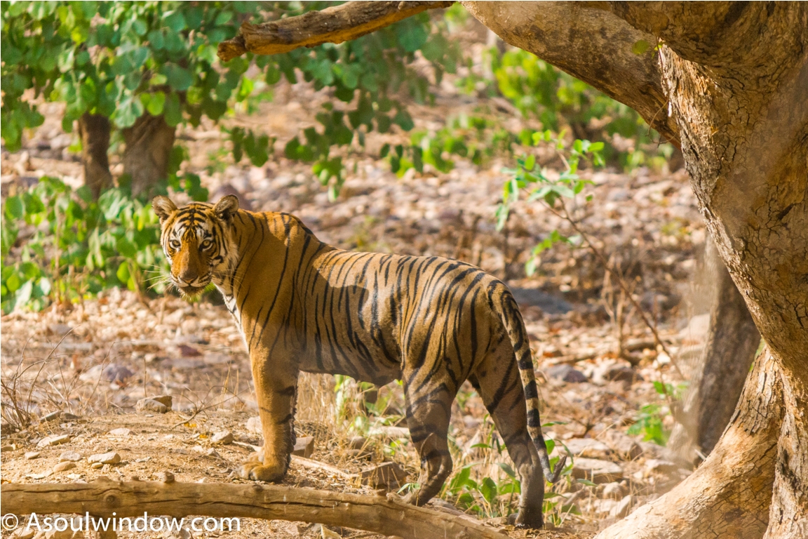 Tiger Lighetening Ranthambore fort Rajasthan India Wildlife (8)