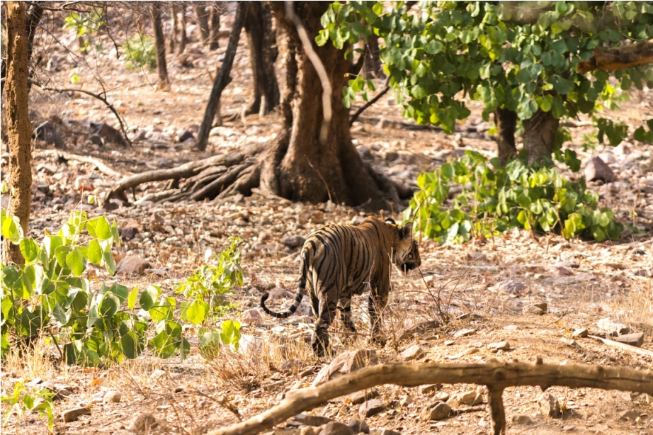 Tiger Lighetening Ranthambore fort Rajasthan India Wildlife (9)
