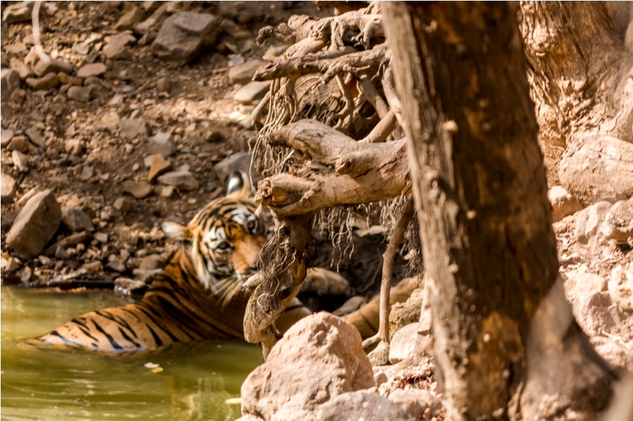 Tiger Lighetening Ranthambore fort Rajasthan India Wildlife