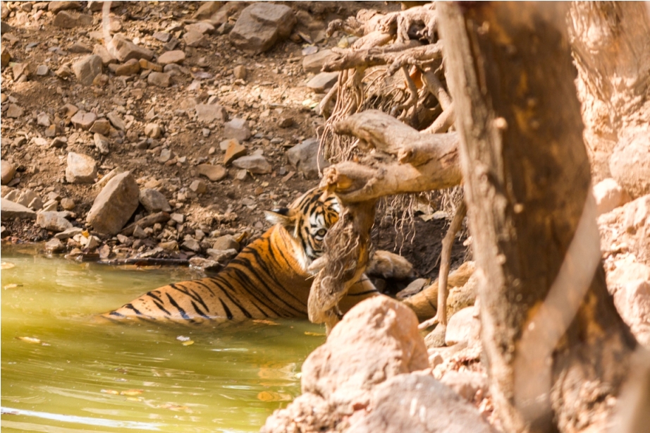Tiger Ranthambore fort Rajasthan India Wildlife (3)