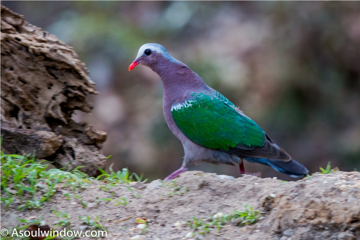 Asian Emerald Dove Birdwatching