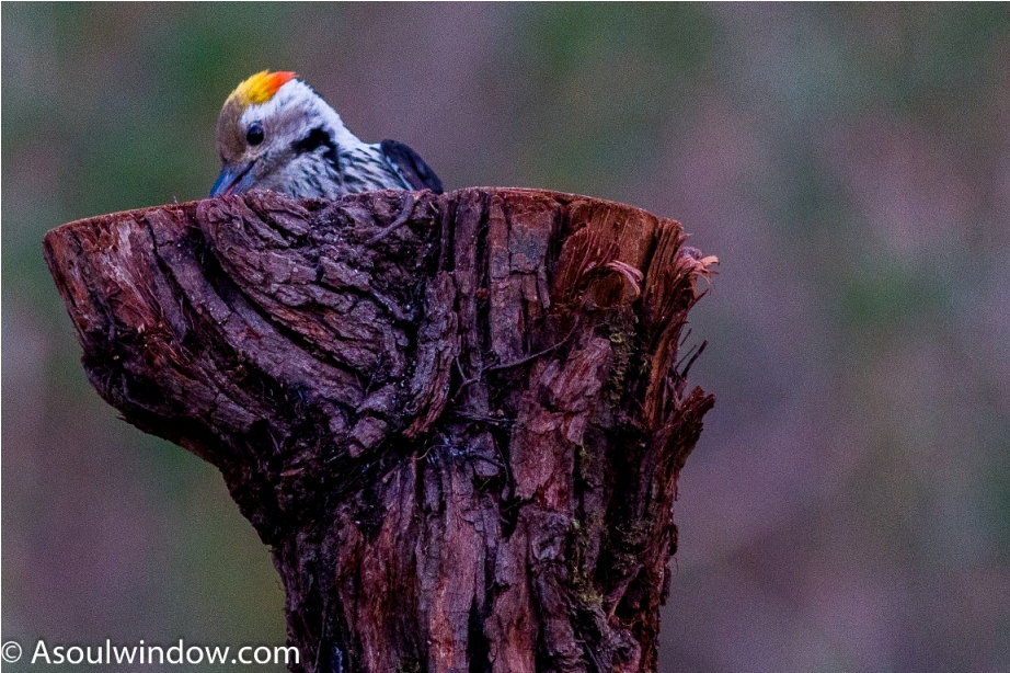 Brown Fronted woodpecker Sattal Bhimtal Nainital Uttarakhand Birdwatching India