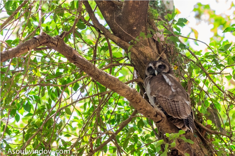 Brown Wood Owl Sattal Bhimtal Nainital Uttarakhand Birdwatching India