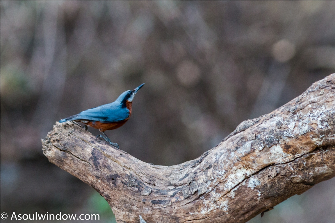 Chestnut bellied nuthatch Birdwatching Sattal Bhimtal Uttarakhand India