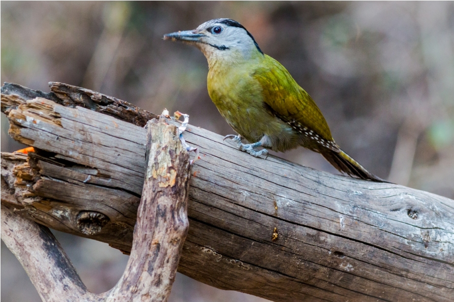 Grey Headed Woodpecker Birdwatching Sattal Bhimtal Uttarakhand India