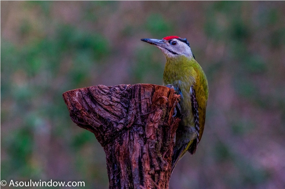 Grey-headed woodpecker Sattal Bhimtal Uttarakhand India
