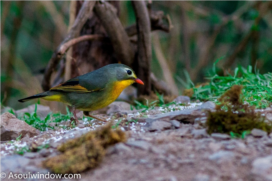 Red Billed Leiothrix Birdwatching Sattal Bhimtal Uttarakhand India