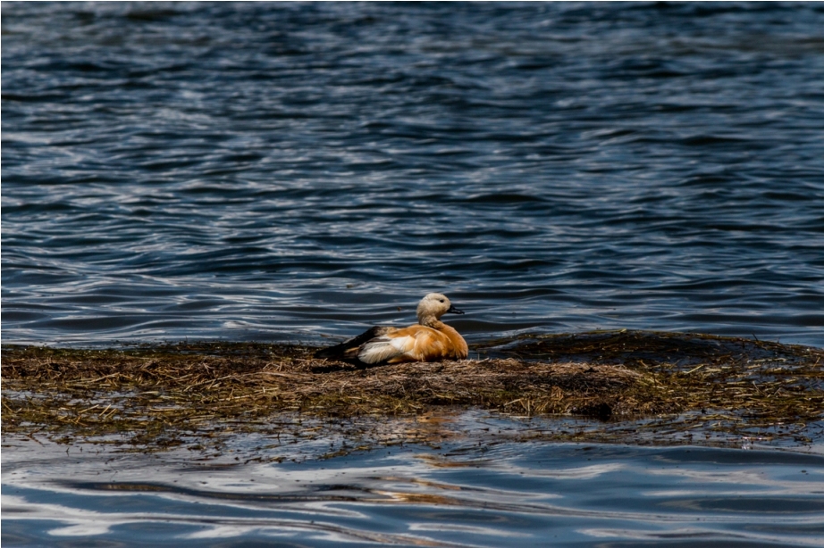 Ruddy Shelduck or Brahminy duck (Tadorna ferruginea) in the Phuni Lake of Yumthang Valley.