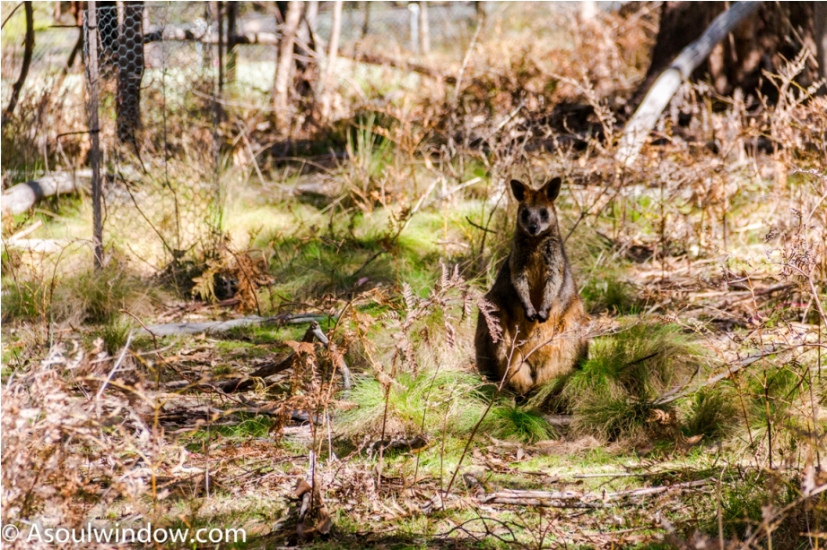 Wallaby kangaroo Tidbinbilla Nature Reserve Canberra
