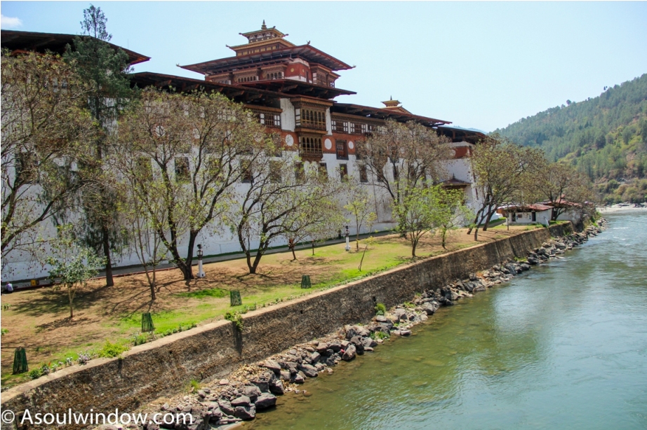 jacaranda punakha dzong dochula pass near paro thimphu offbeat bhutan (13)