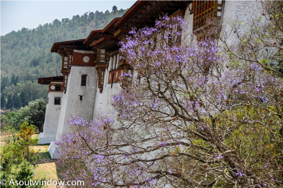 jacaranda punakha dzong dochula pass near paro thimphu offbeat bhutan (23)