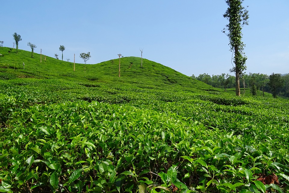 Explore the Tea Gardens of Dharamshala During a Family Vacation In