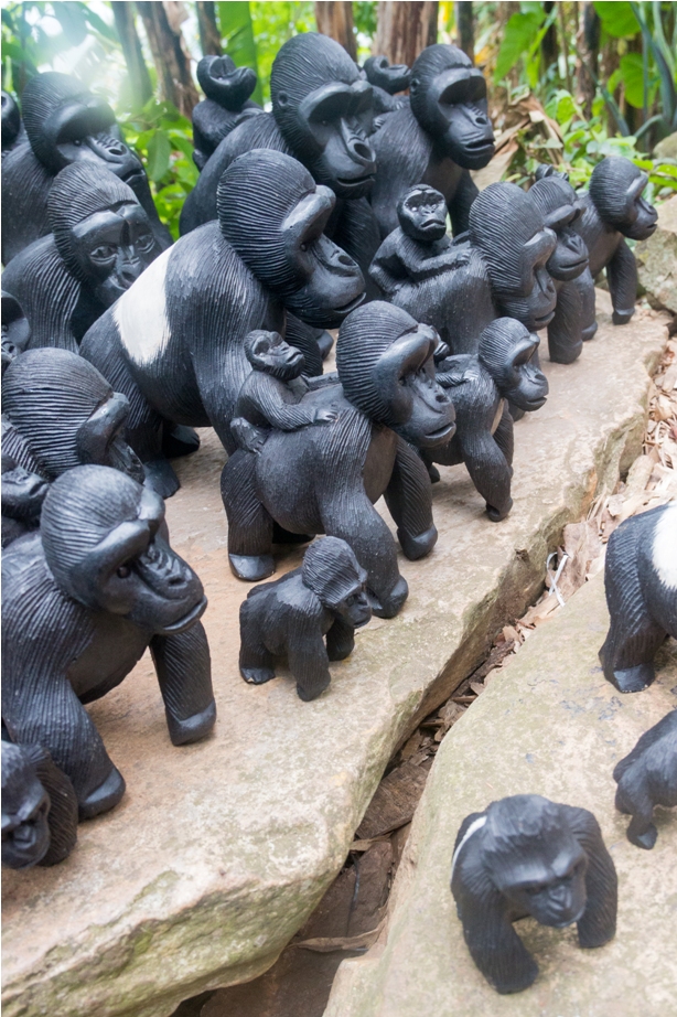Gorilla Trek Bwindi Impenetrable National Park Uganda Africa (18)