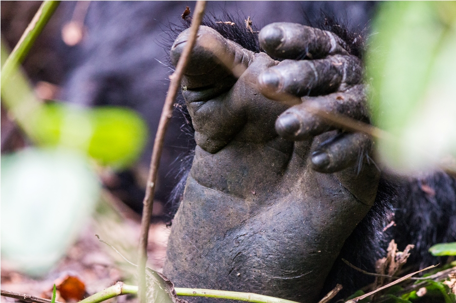 Gorilla Trek Bwindi Impenetrable National Park Uganda Africa (26)