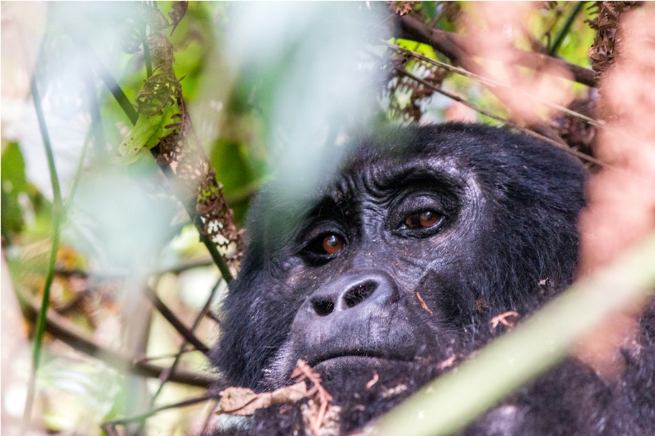 Gorilla Trek Bwindi Impenetrable National Park Uganda Africa (27)