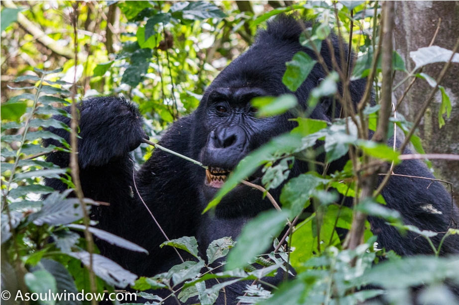 Gorilla Trek Bwindi Impenetrable National Park Uganda Africa (28)