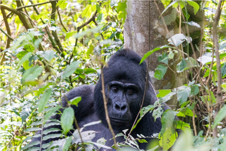 Gorilla Trek Bwindi Impenetrable National Park Uganda Africa (29)