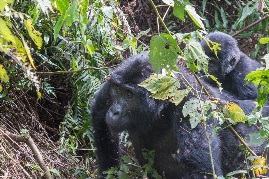 Gorilla Trek Bwindi Impenetrable National Park Uganda Africa (30)