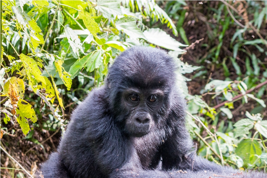 Gorilla Trek Bwindi Impenetrable National Park Uganda Africa (31)