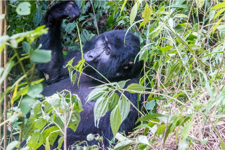 Gorilla Trek Bwindi Impenetrable National Park Uganda Africa (32)