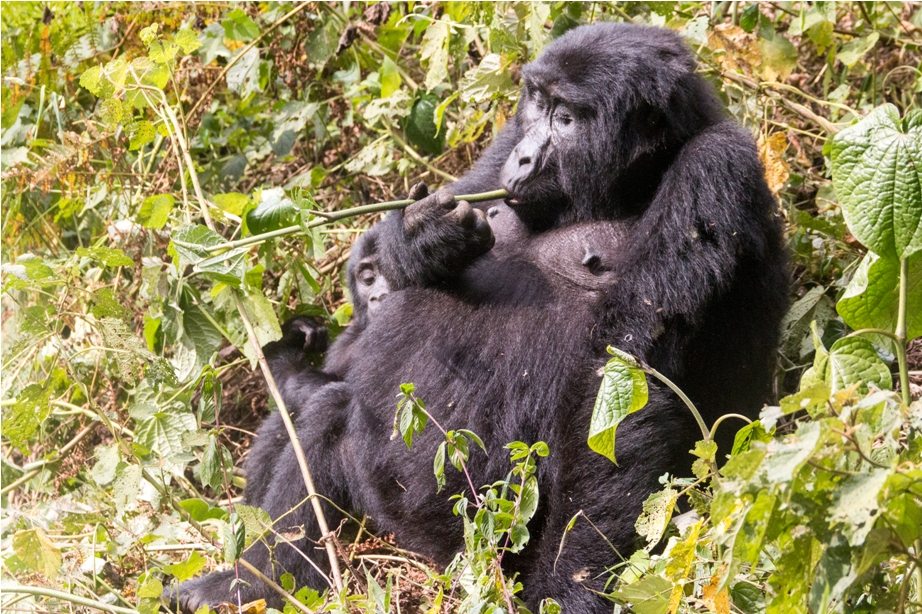 Gorilla Trek Bwindi Impenetrable National Park Uganda Africa (33)