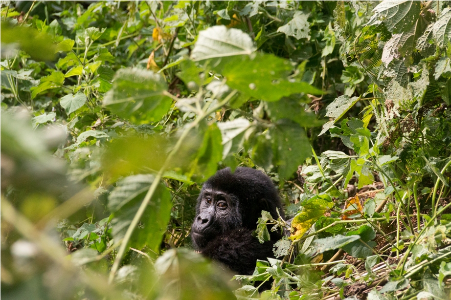 Gorilla Trek Bwindi Impenetrable National Park Uganda Africa (35)